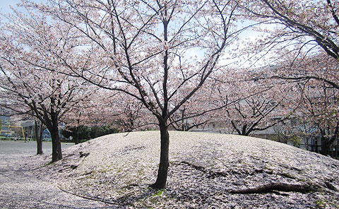 2012年も綺麗な桜をいろいろ撮影