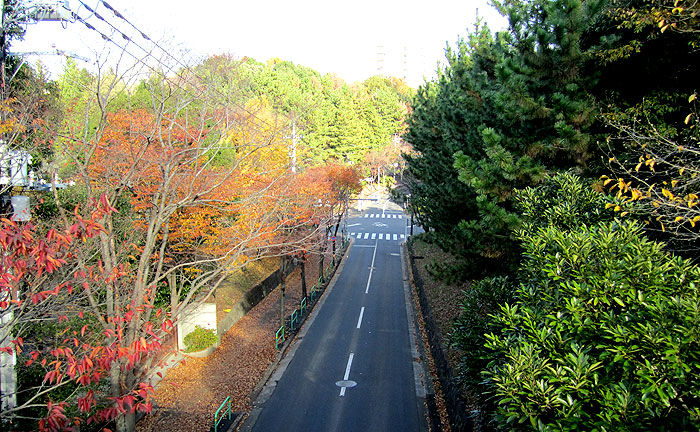 けやき橋