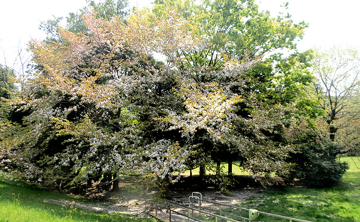 並木公園