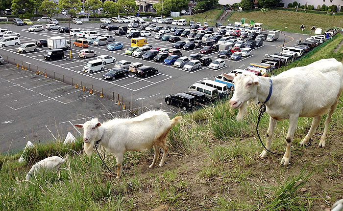 多摩センターでも雑草はヤギが食べてきれいにします