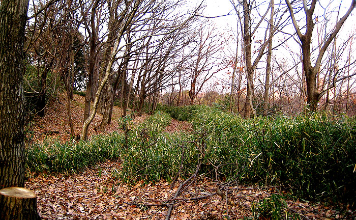 どんぐり山公園